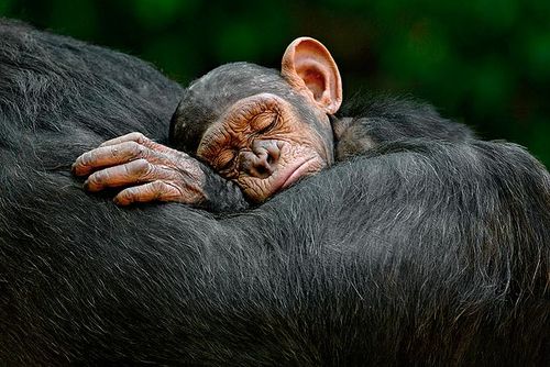 Sleep_chimp_2